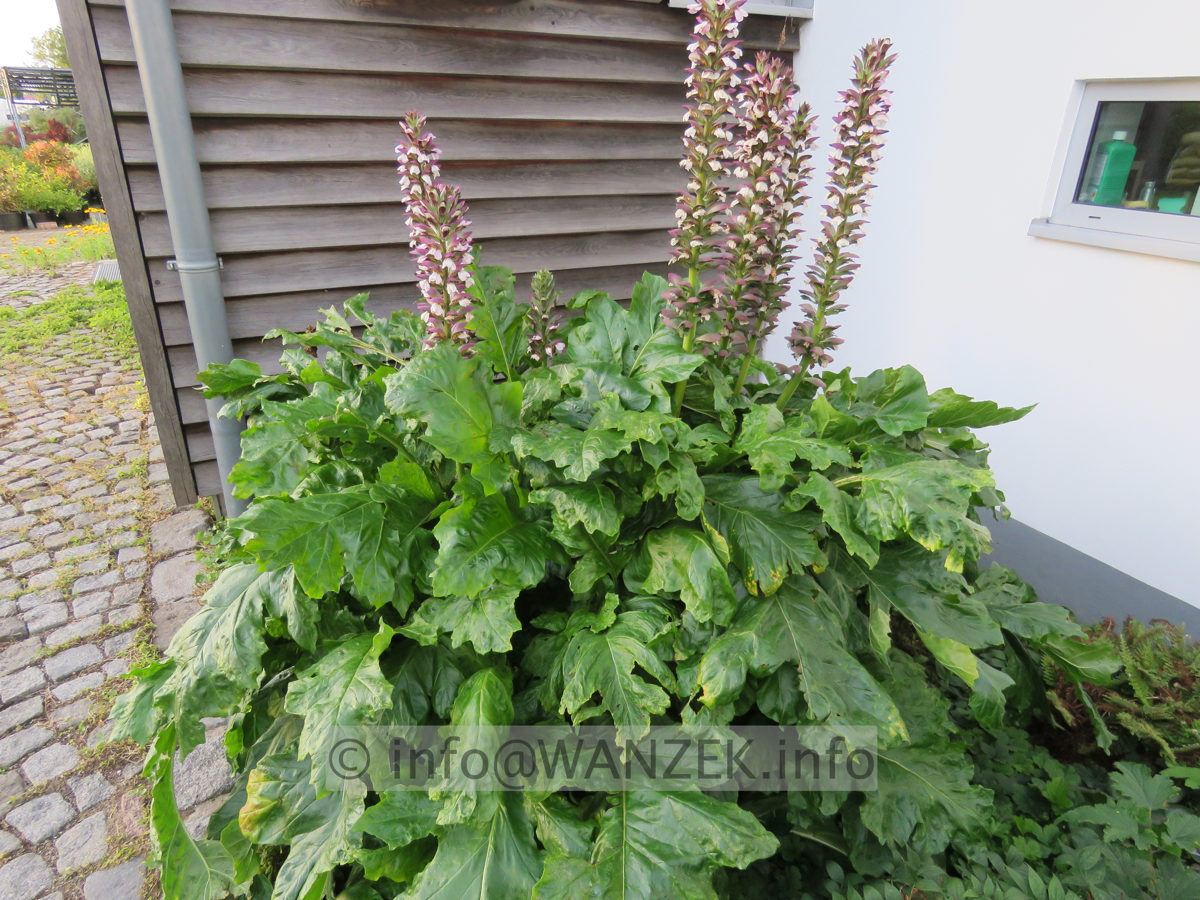 Acanthus hungaricus 002.JPG